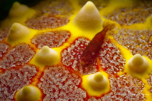 commensal shrimp on a sea star, Lembeh strait, Sulawesi. by Filip Staes 